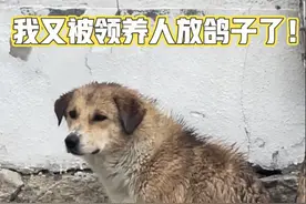 小狗因为长了白色的毛发，被领养人放鸽子了 小土狗的处境什么时候才会好呢？#中华田园犬 #流浪狗 #小狗日记视频封面