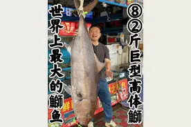 世界上最大的鰤鱼，82斤巨型高体鰤。做个刺身，煎酿鱼皮和黔江鸡杂尝尝味道如何。#美食 #海鲜 #测评