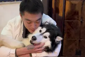 面对爹地：😘😘😘 面对妈咪：😒😒😒#哈士奇 #双标狗 #狗狗视频封面