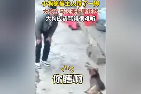 1月26日，广西。骂得真难听！小狗崽被主人踩了一脚，大狗过来狂吠。（视频来源@米西 ）视频封面