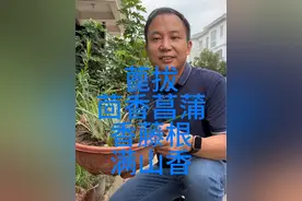 蓖拔-茴香菖蒲，香藤根-满山香，既是香料又是草药视频封面