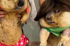 情侣土拨鼠的鸳鸯浴…#土拨鼠 #宠物美容师培训 #土拨鼠洗澡