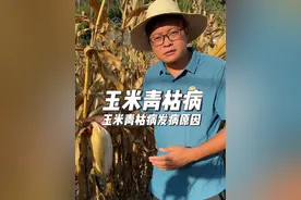玉米青枯病大爆发，发病原因及防治#玉米 #玉米种植 #玉米高产种植技术 #玉米管理 #玉米种植管理视频封面