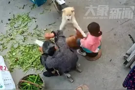 无奈！老人被自家狗撕咬，手里拿着菜刀都不忍心砍狗，被强烈撕咬图片