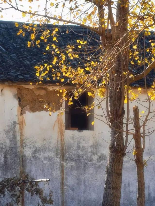 好期待！杭州西南这个银杏谷，进入变色倒计时~