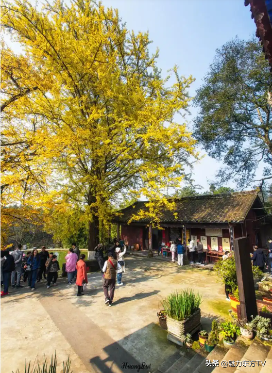 重庆千年银杏树换"金装"：秋日金色童话已出现！