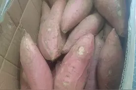 烟薯和蜜薯我一直都分不清楚图片