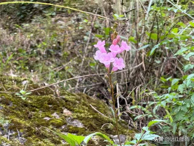 徒步武定香水箐，赏野草香飘、听溪流淙淙，徜徉绿水青山中，惬意