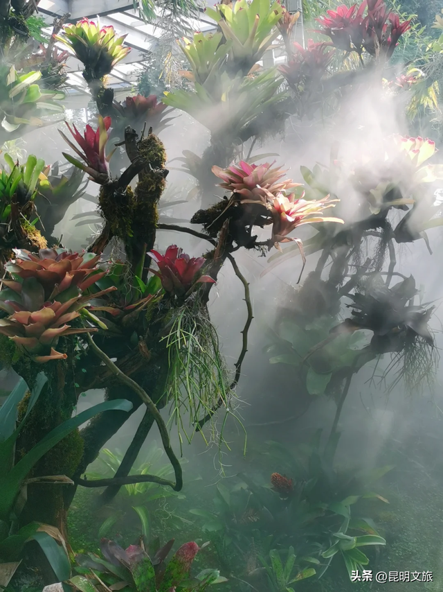 初冬出片C位！昆明这个地方必须榜上有名，周末抓紧冲~