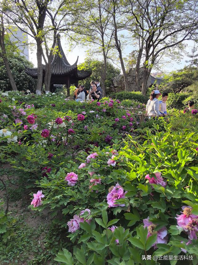 青岛城阳这处“国色天香”藏不住了！火爆了！