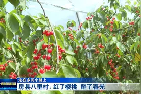 刷屏“朋友圈”！十堰这里的樱桃到底有何不同？图片