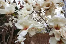 绽放·春天！这组太原花开图不容错过！图片