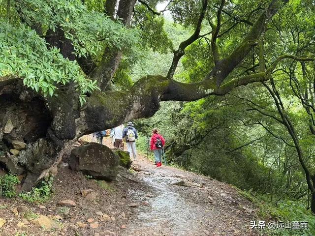 攀登昆明十峰之宜良老爷山，经历密林大雨考验，惊喜交加，难忘