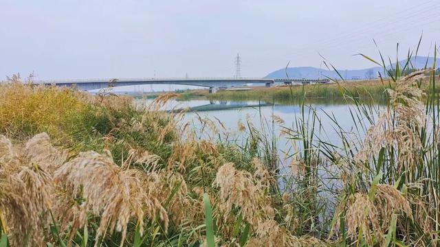 自然之美!初冬的芦苇花,蟠龙河畔一道亮丽的风景线!