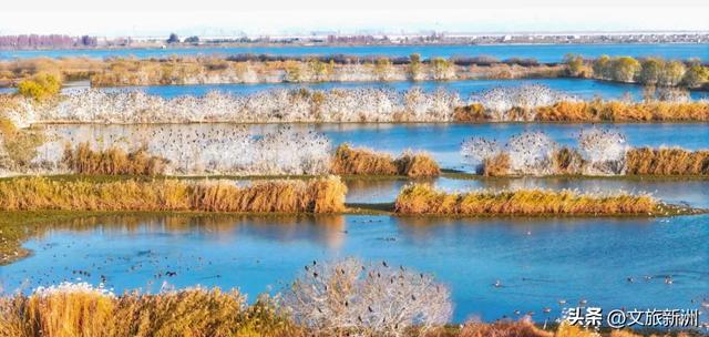 水上森林“红”了!武汉冬日观鸟秘境,邂逅油画里的万鸟齐飞