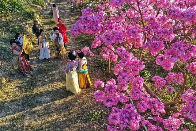 惠聚美好丨冬日惠州，繁花竞放
