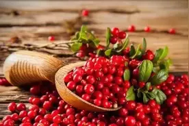 神奇的保健水果——蔓越莓图片