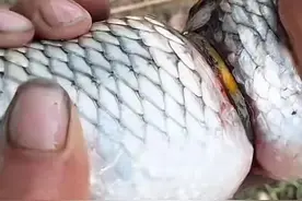 河南男子发现一活鱼疑似卡着金镯子：拉了十几年鱼，头一次见图片