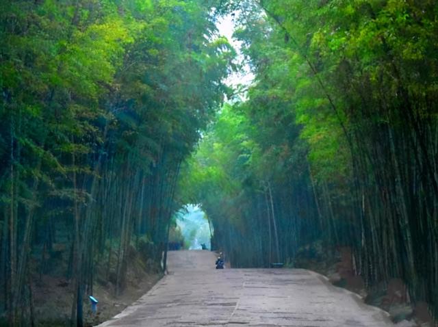 四川旅游：难忘宜宾长宁蜀南竹海行（图）