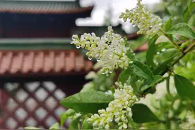 “从南到北，从白到黑”助力蜀道申遗之大柏树湾+剑门关图片