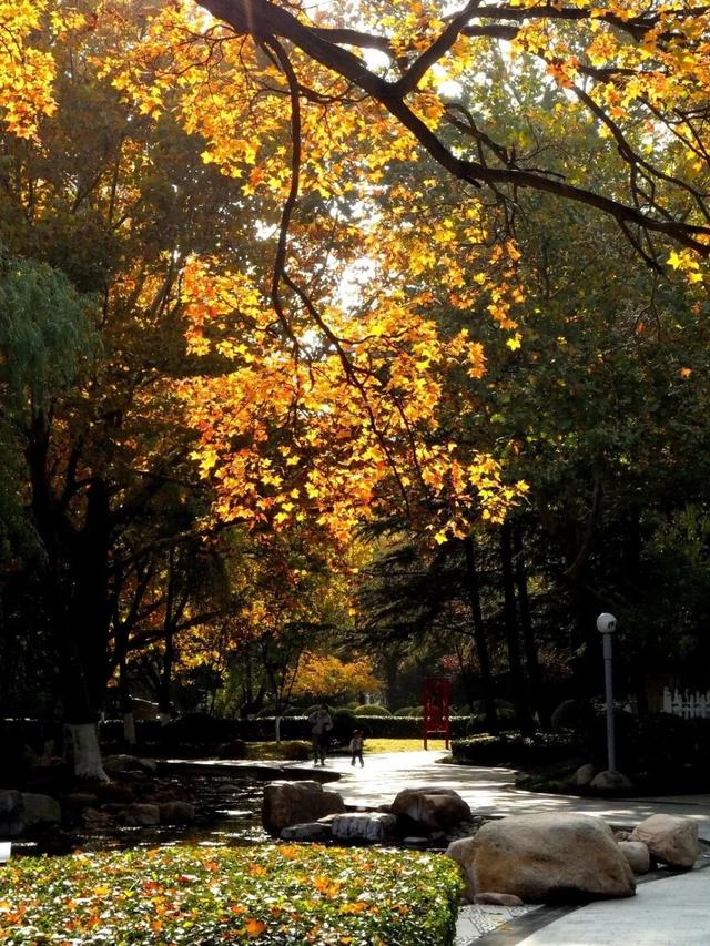 潍坊美景“告急”！这些地方错过等一年！