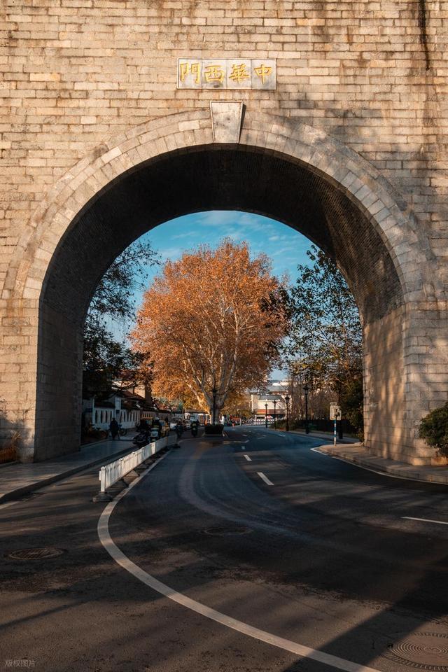 石象路银杏黄了！秋日南京必走的几条经典路线