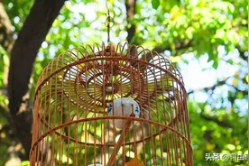 合格的养鸟人不能忽略！在家养鸟，这五个细节你一定要注意！图片