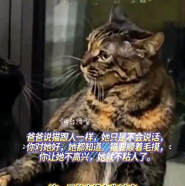 猫咪随主人同日走！1 小时之差，6 年陪伴成绝唱
