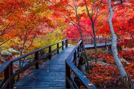 会揣着明白装糊涂的四大星座，双子座不想说破，狮子座情商高图片