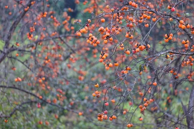 从化桂峰村赏秋，