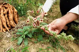 农村的宝藏野草——地黄图片