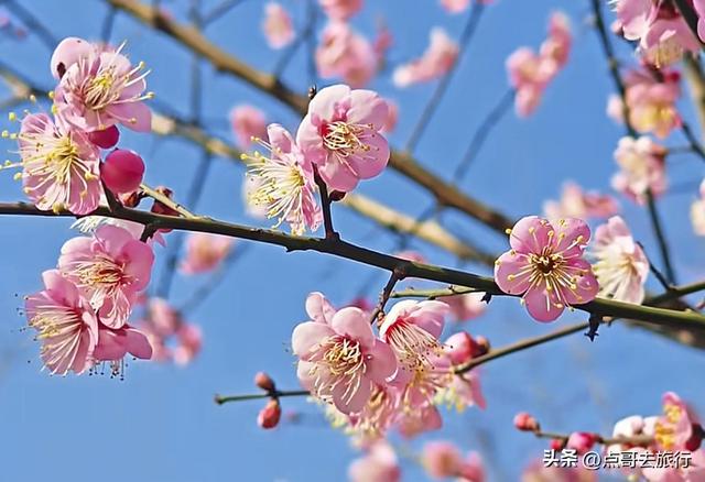 成都3000亩梅林开花了，被称为成都“小林芝”，非常震撼，免费！