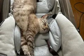 猫咪玩到一半，突然跑到沙发上瘫睡，主人上前一看，差点没被吓死图片