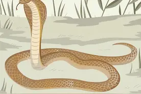 雄性眼镜王蛇若求爱失败，会直接将雌性杀掉！雌性为何宁死不从？图片