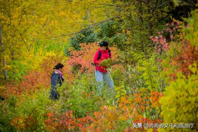 西宁,把秋天藏进了这些地方...