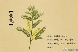 每日一味中药------黄芪图片