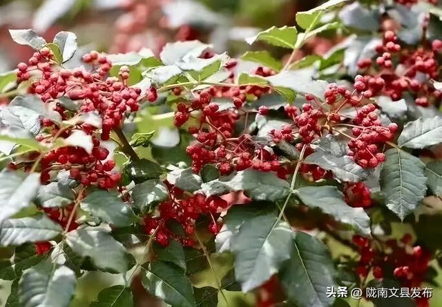 舌尖上的“文县”余味悠长