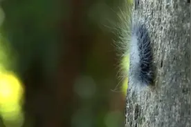 瘆人！厦门多地大量出现奇怪毛毛虫！专家：不建议捕捉图片