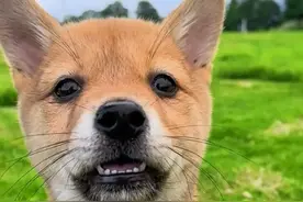 怎么挑选一只健康的中华田园犬（土狗）？图片