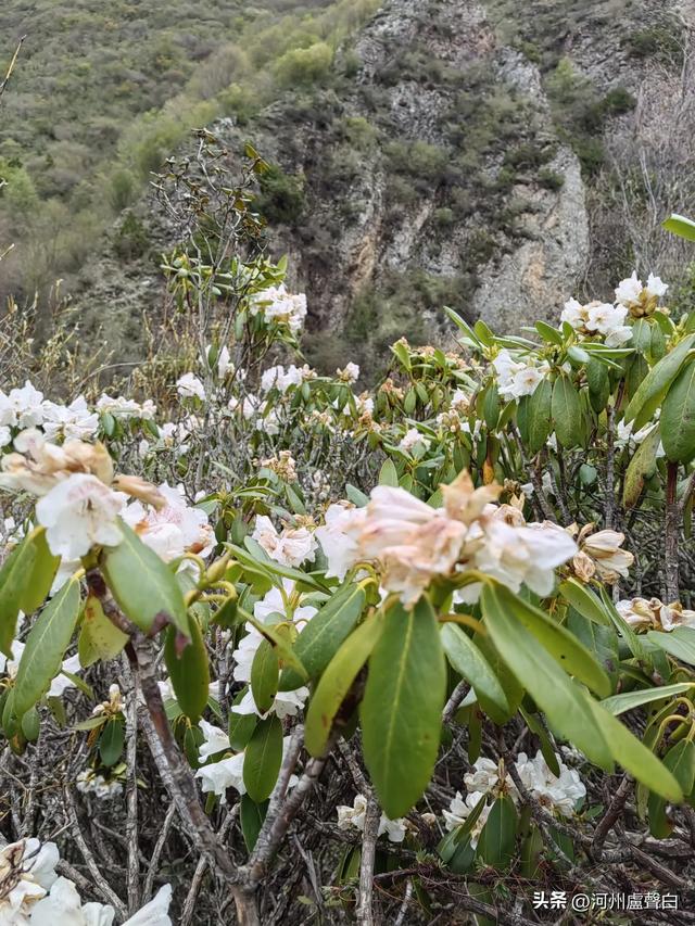 渭源双石门*石门雪山的杜鹃花