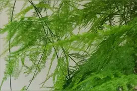 山东花友，养了“34年的文竹”走红，网友：快成精了图片
