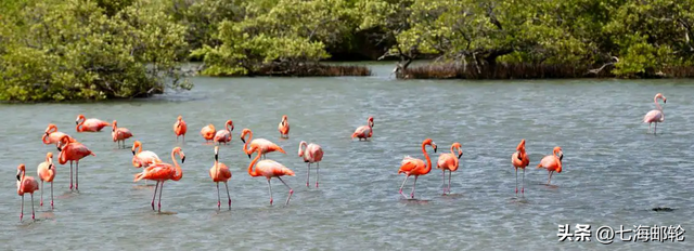 上海出发 此生必去 乘豪华邮轮“终极加勒比海大全览”适合退休旅行