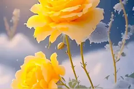 告诉你，是人都苦，无人不累！15句知苦乐活，乐在其中，苦尽甘来图片