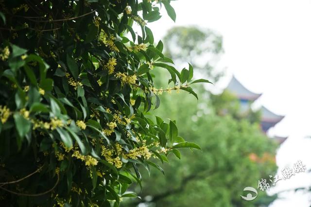 今年的桂花和雨都来得太突然了！好香~~