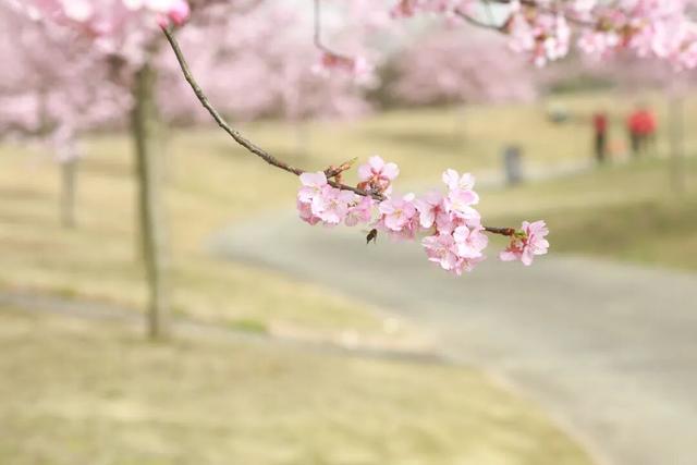 快来新津！成都最早最大面积樱花盛放！