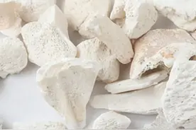 中药中常见的与龙相关的饮片（一）图片