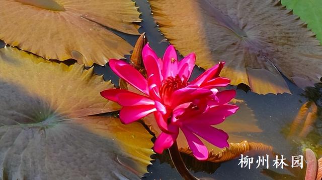 柳州园博园“红色闪耀”睡莲绽放罕见并蒂花