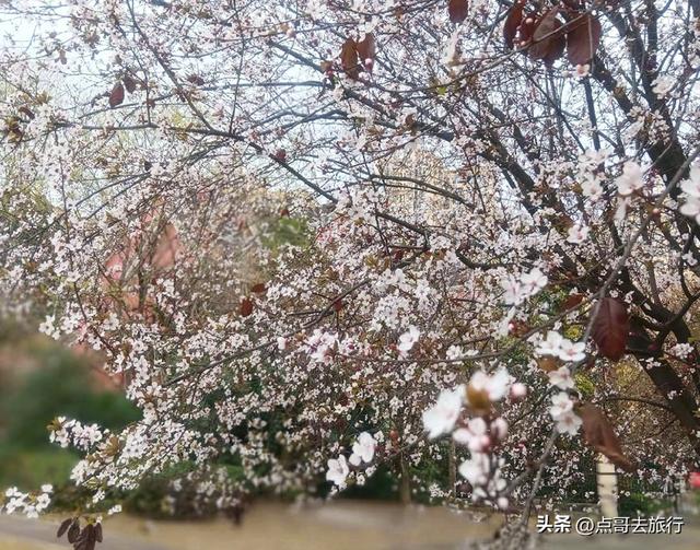 成都最大规模紫叶李花，长达1000米，壮观的美，这4处都免费！