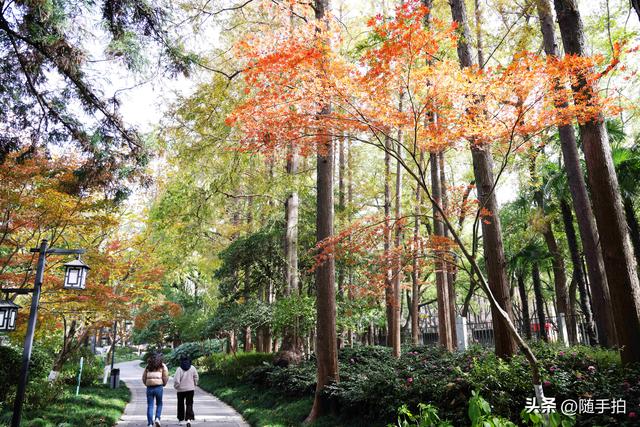 “枫”情万种，上海闵行红园枫叶色彩斑斓进入观赏季