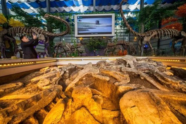 重阳节送长辈特别礼物：恐龙之旅对60岁以上长辈免费开放，共赴奇妙之旅！